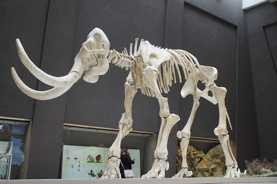 Mammoth skeletton