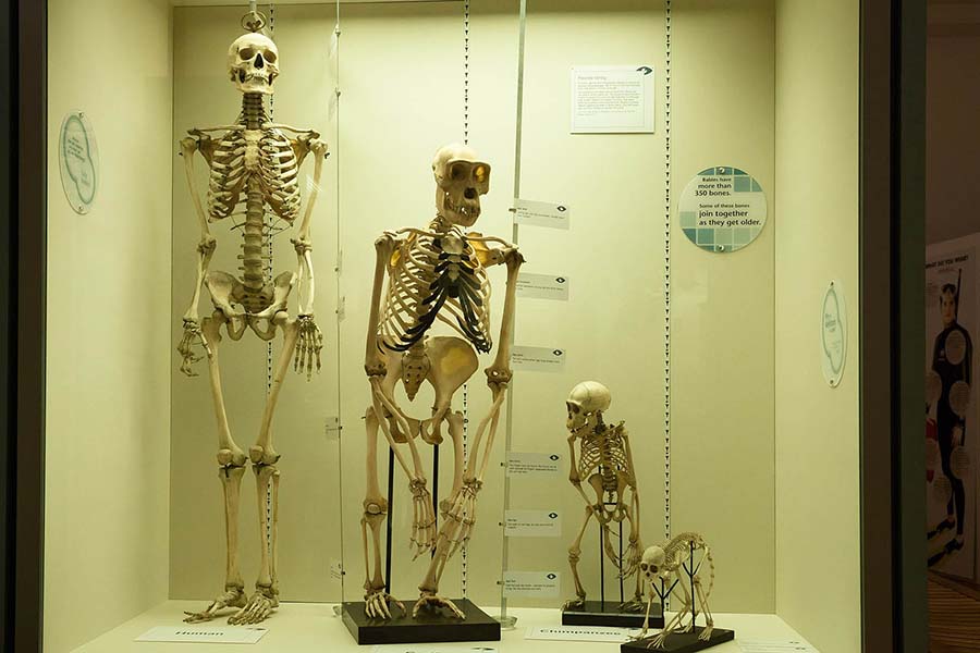 Evolution skeletons